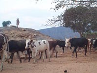 Watching the cows come home