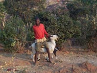 The sacrificial goat