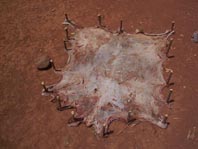 And once there was a goat